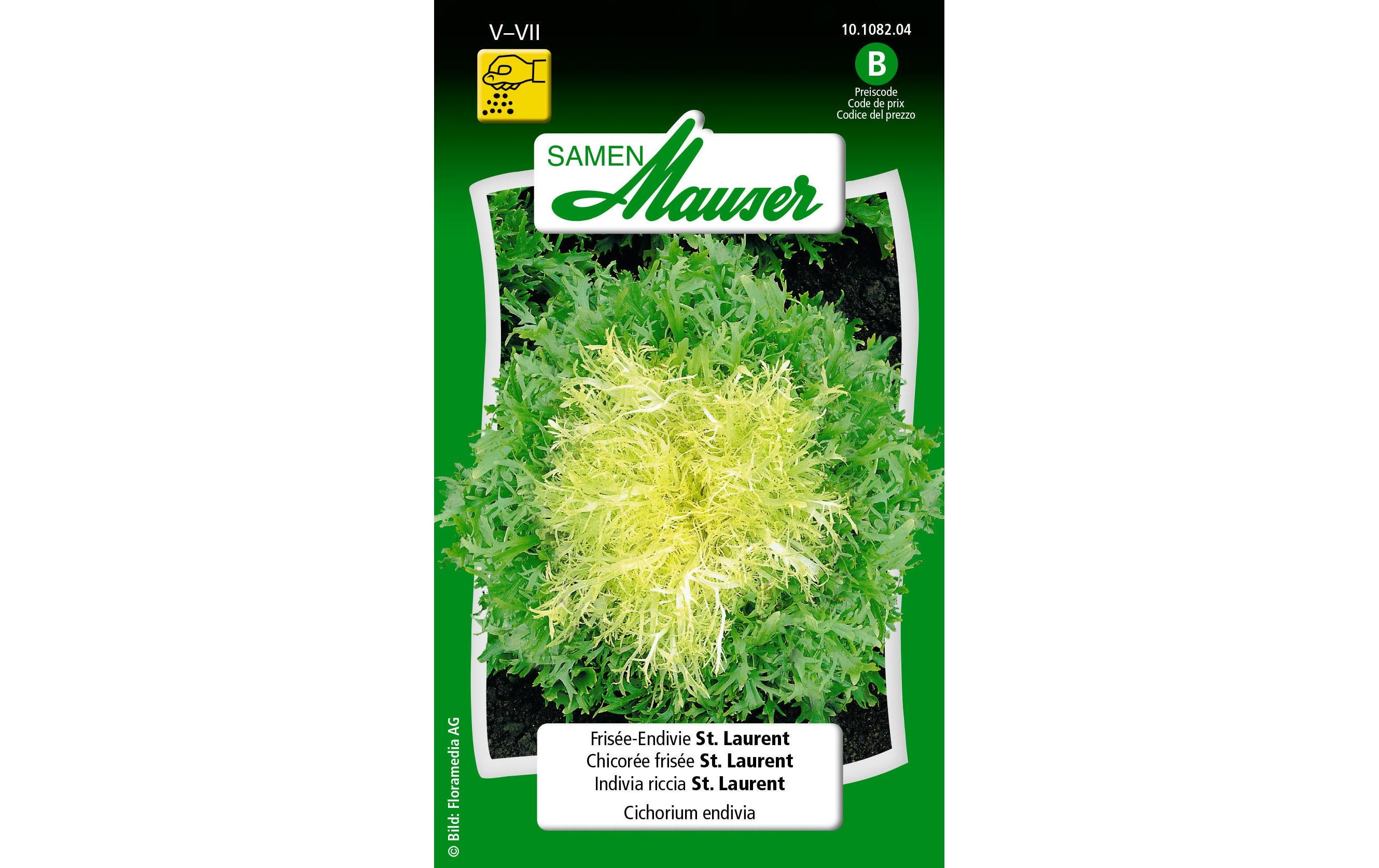 FriséeEndivie St. Laurent Cichorium endivia