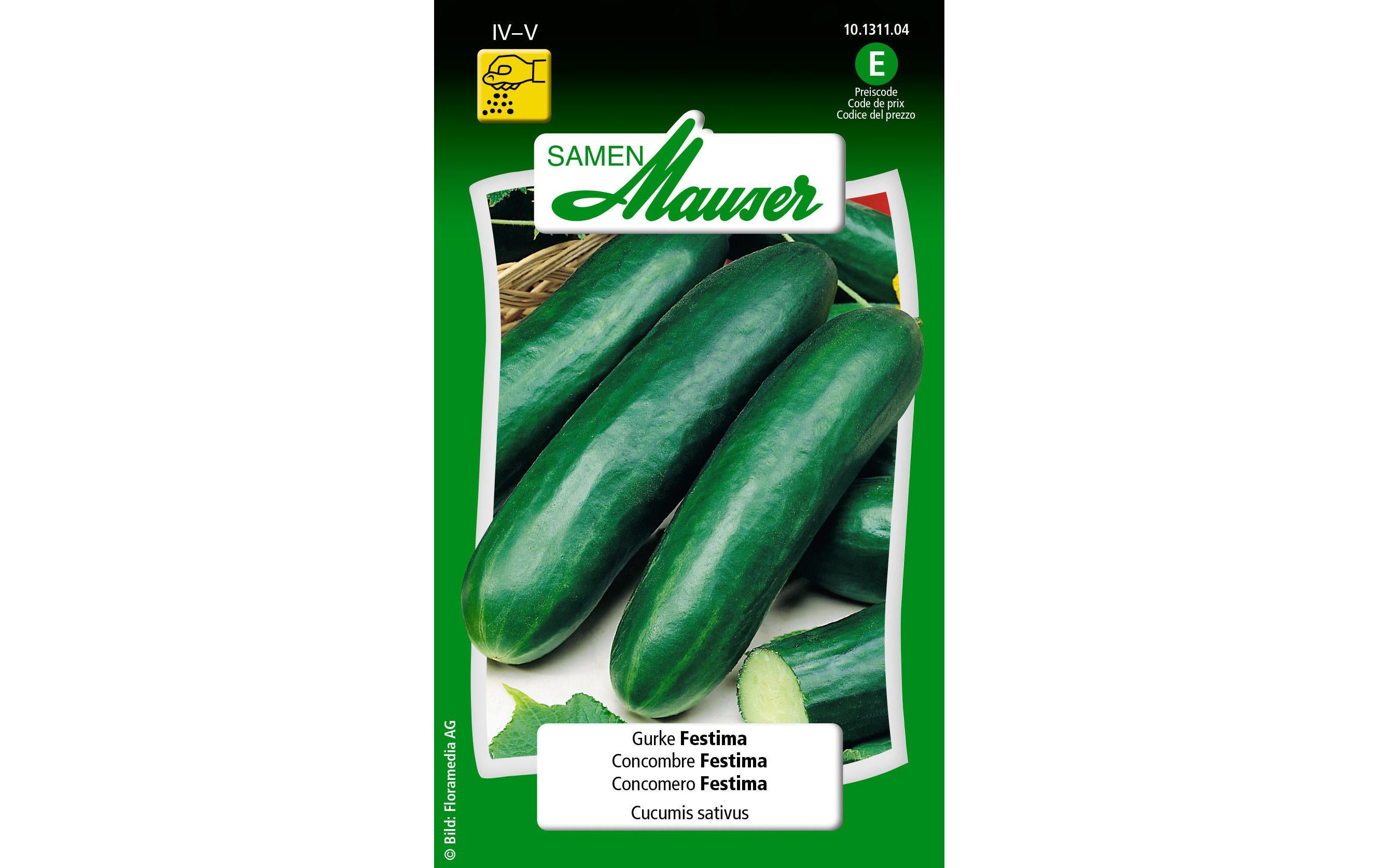Gurke Festima Cucumis sativum