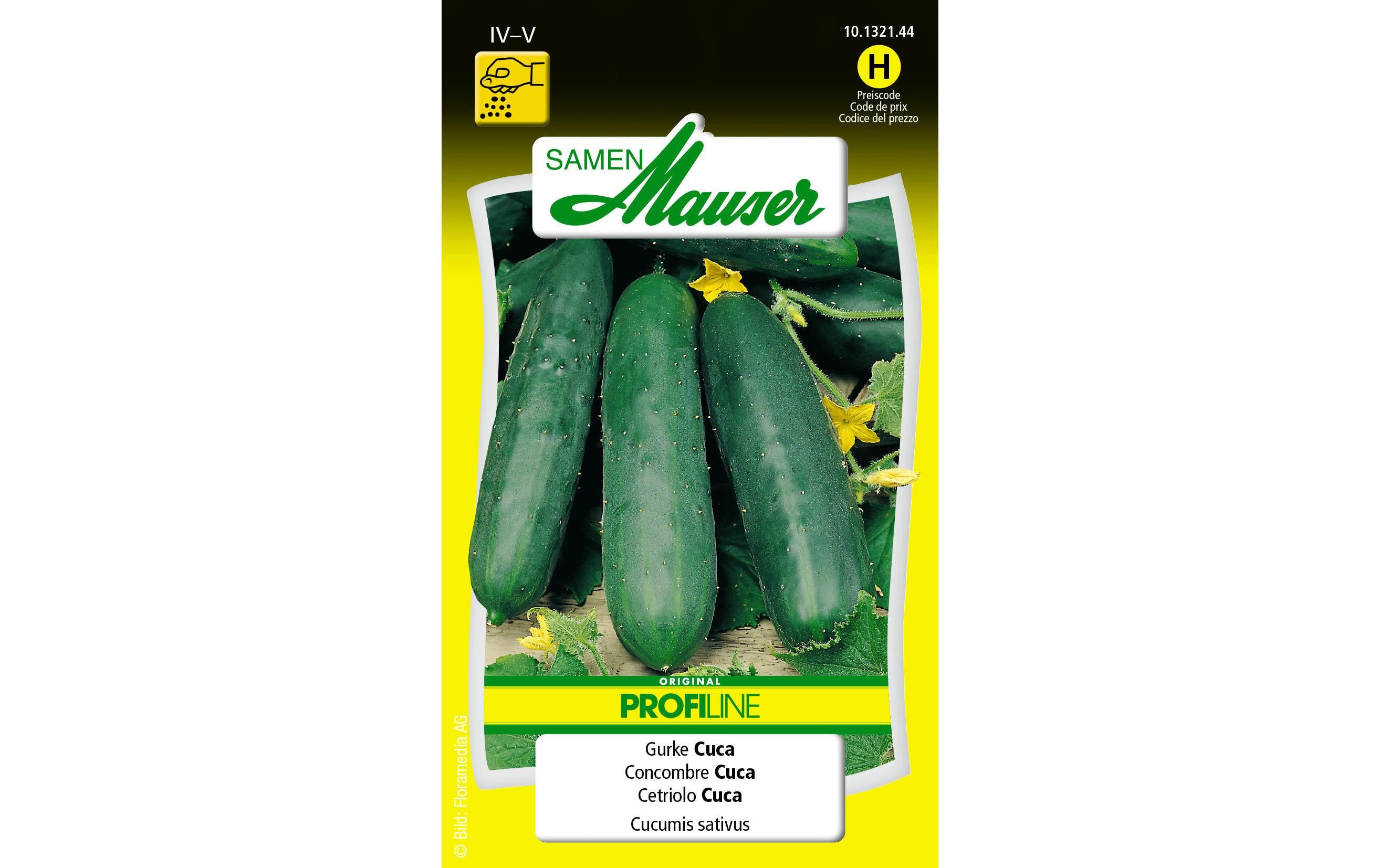 Gurke Cuca Cucumis sativum