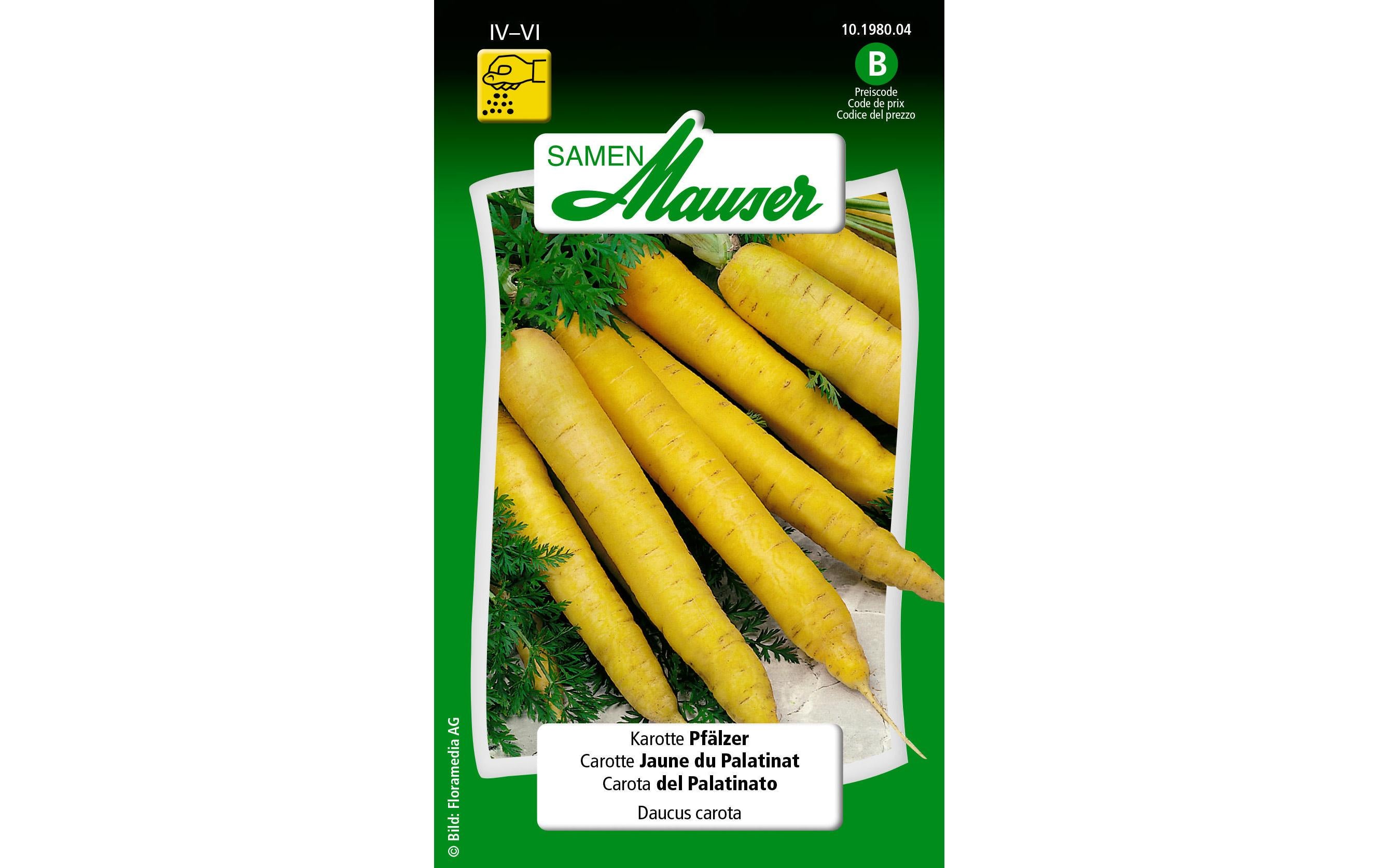 Karotte Pfälzer Daucus carota