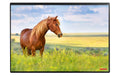 Kolma Schreibunterlage Undercover Poster Pferd, 50x34cm