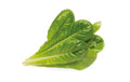 Click and Grow Smart Garden Plant Pod 3-pack, Romaine Lettuce