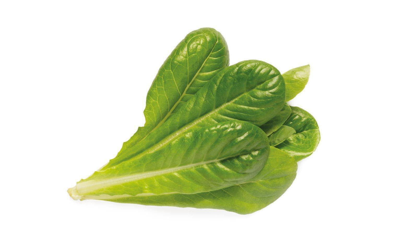 Click and Grow Smart Garden Plant Pod 3-pack, Romaine Lettuce